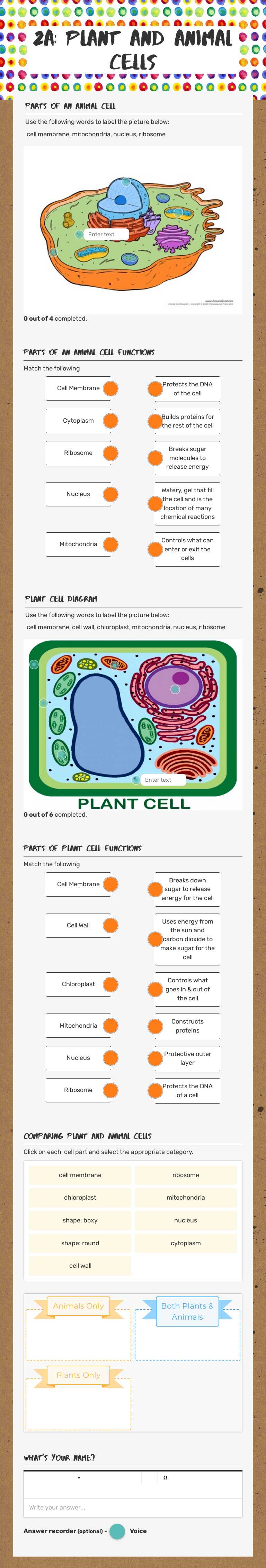2A: Plant and Animal Cells Grade 10 worksheet preview