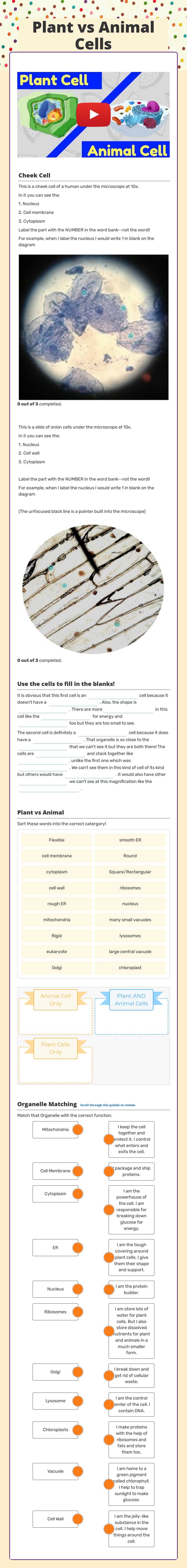 Plant vs Animal Cells worksheet preview image