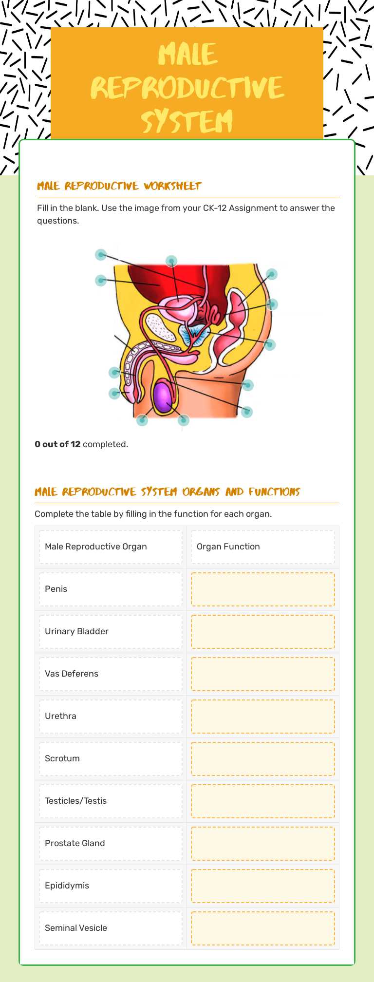 Male Reproductive System worksheet preview image