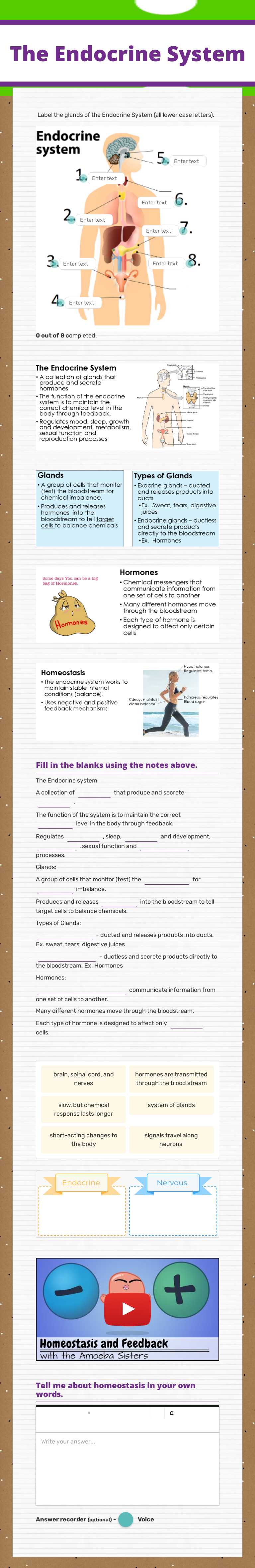 The Endocrine System worksheet preview image