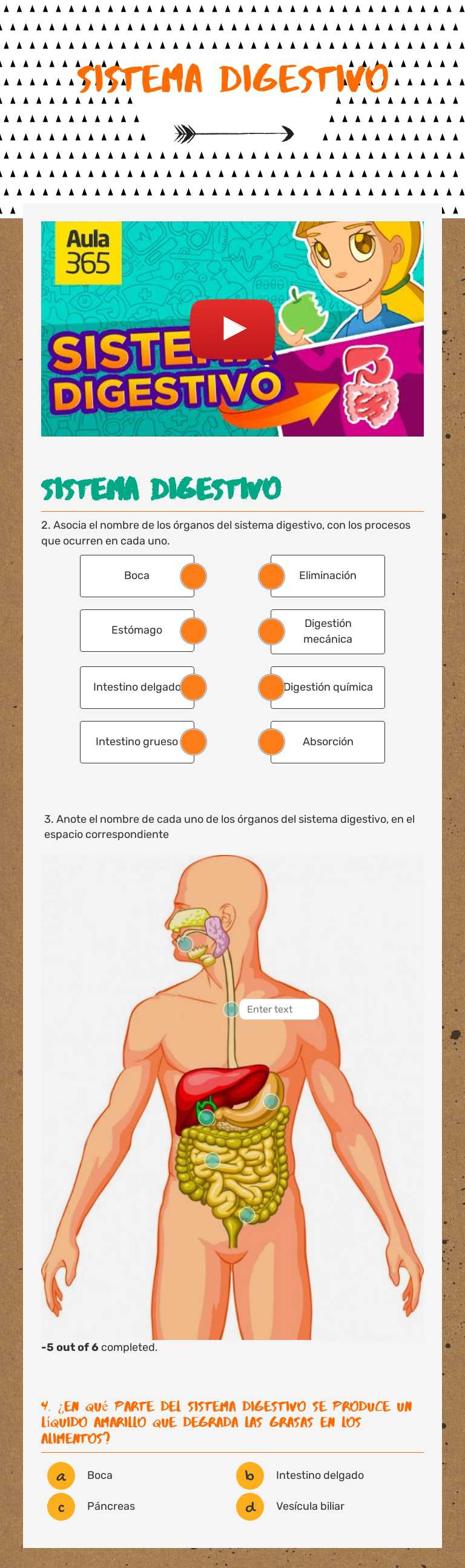 sistema digestivo worksheet preview image