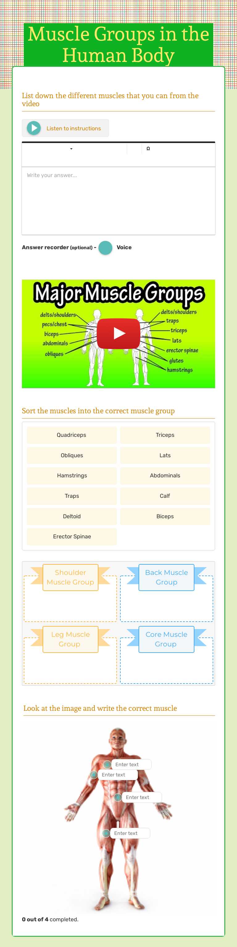 Muscle Groups in the Human Body worksheet preview image