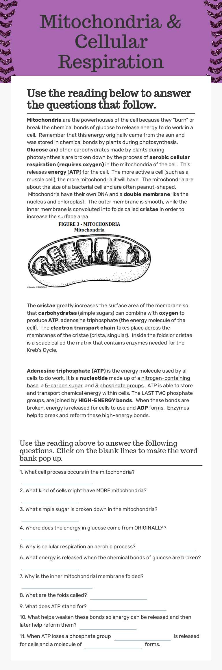 Mitochondria & Cellular Respiration worksheet preview image