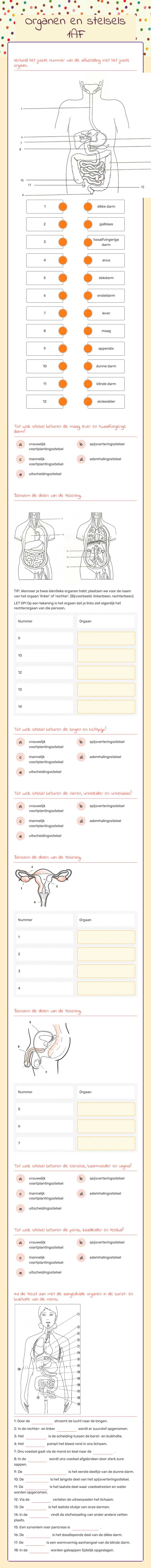 Organen en stelsels 1AF worksheet preview image