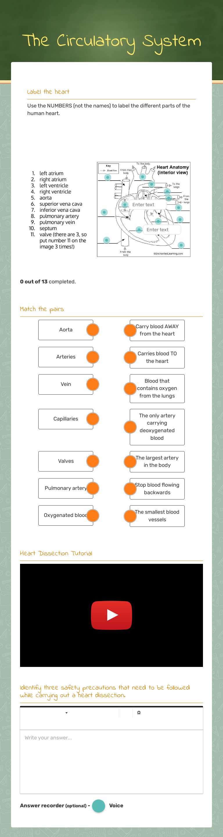 The Circulatory System worksheet preview image