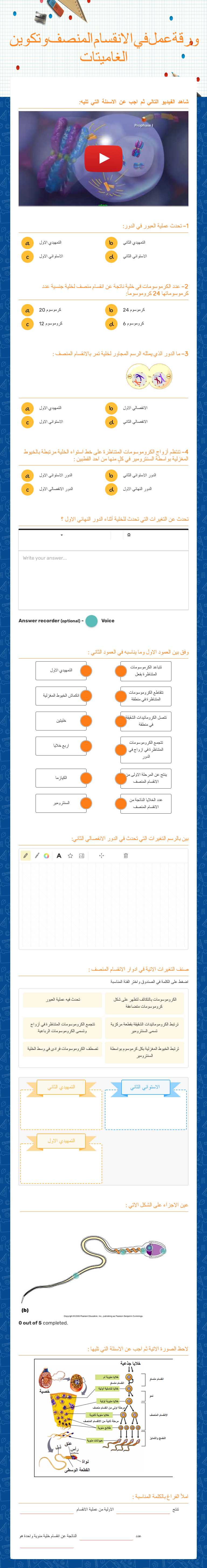 ورقة عمل في الانقسام المنصف وتكوين الغاميتات Grade 10 worksheet preview
