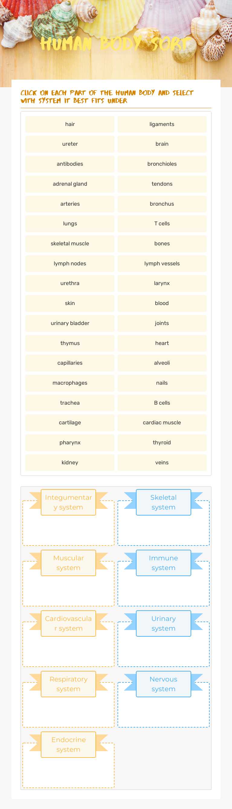Human body sort worksheet preview image