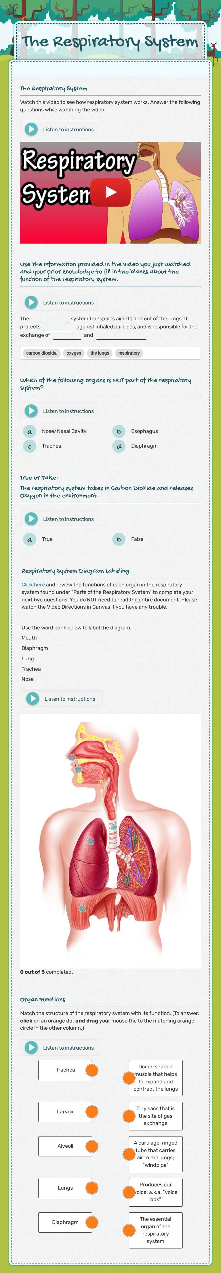 The Respiratory System worksheet preview image