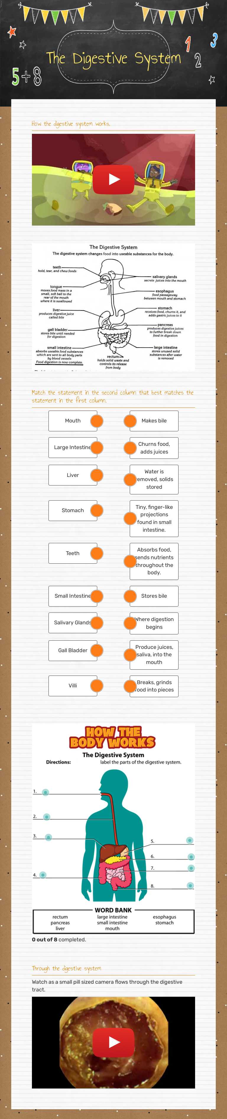 The Digestive System worksheet preview image