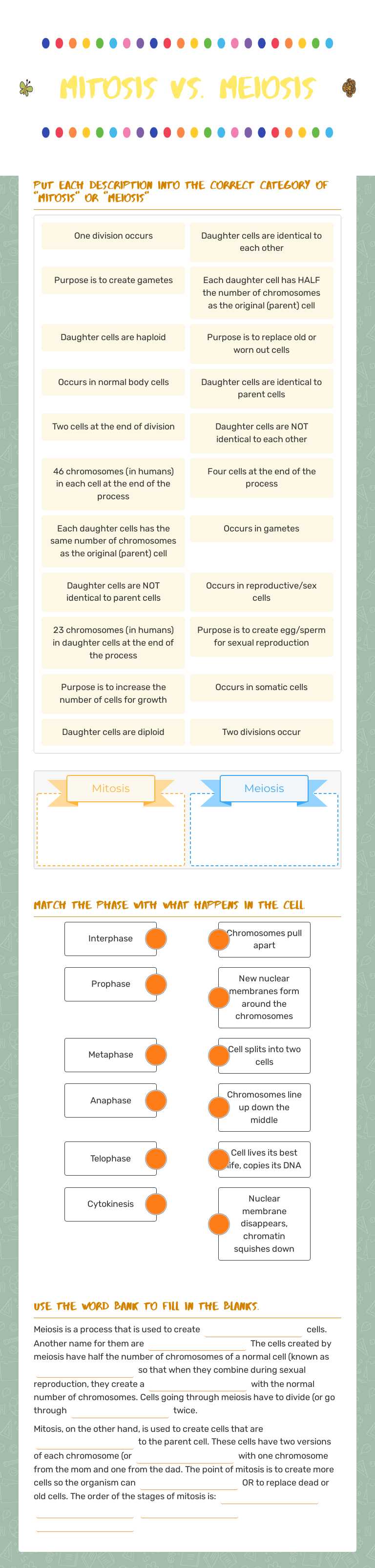 Mitosis Vs. Meiosis worksheet preview image