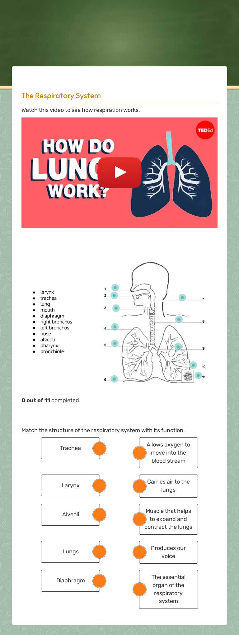 The Respiratory System Grade 9 worksheet preview