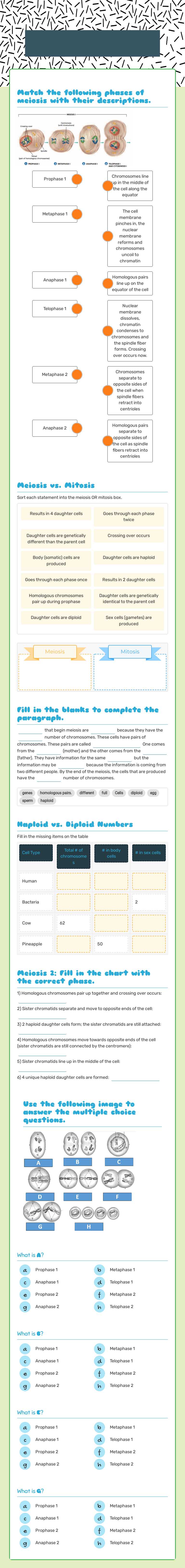 Meiosis Assessment worksheet preview image