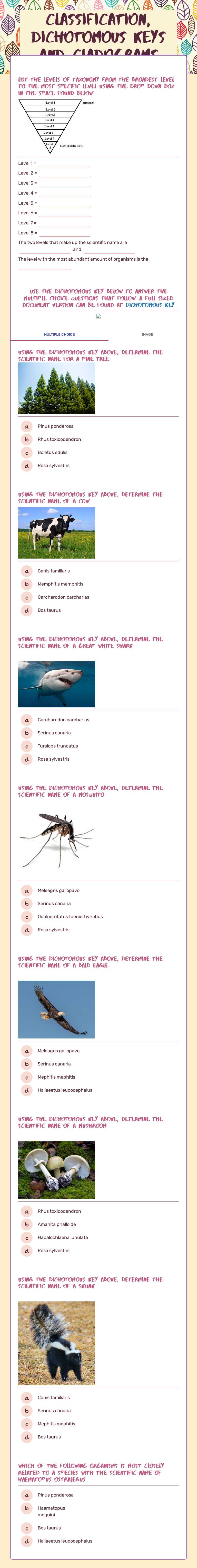 Classification, Dichotomous Keys and cladograms worksheet preview image