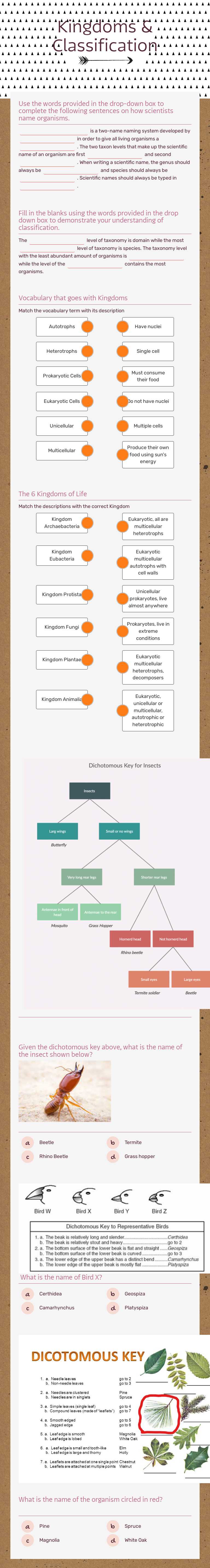 Kingdoms & Classification worksheet preview image
