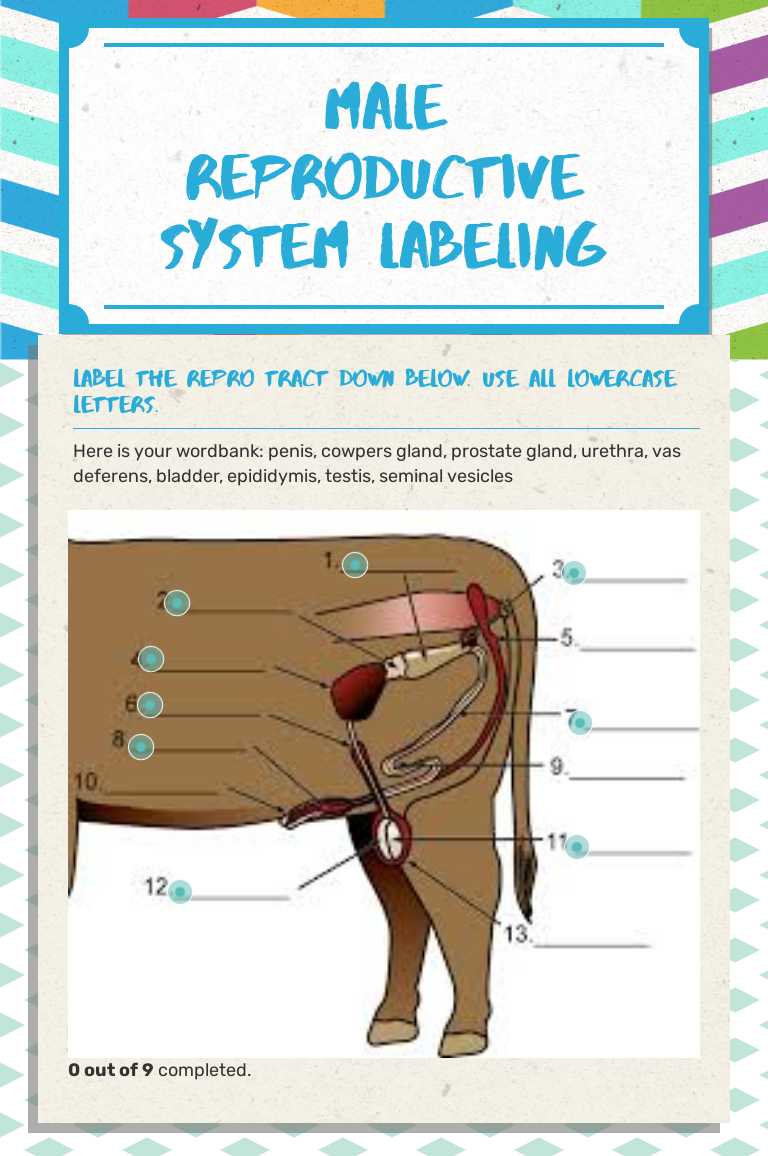 Male reproductive system labeling worksheet preview image