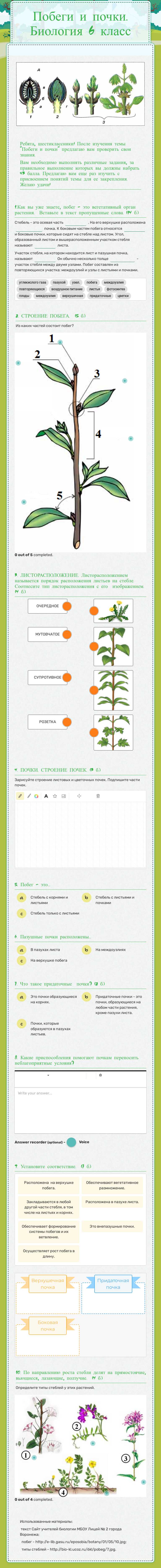 Побеги и почки. Биология 6 класс worksheet preview image