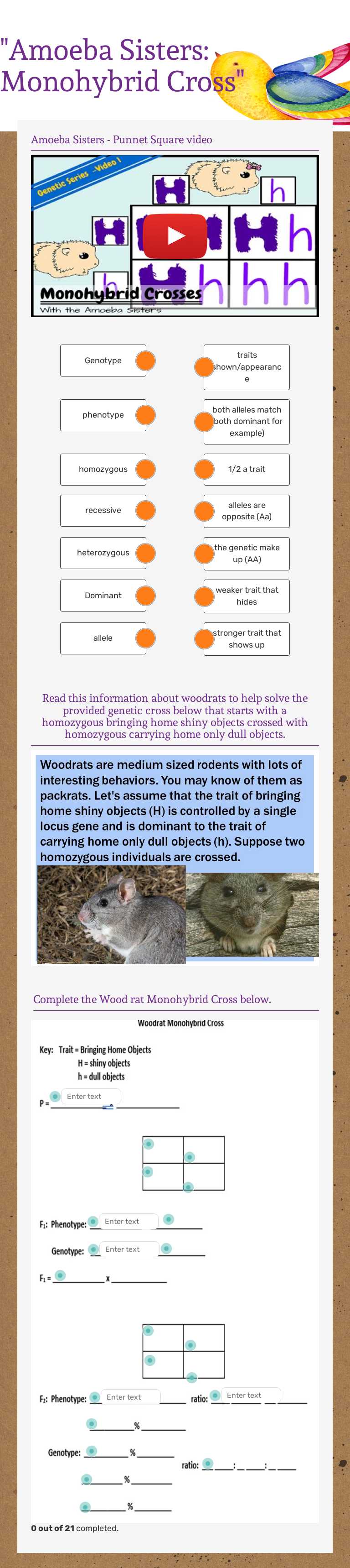 "Amoeba Sisters: Monohybrid Cross" worksheet preview image