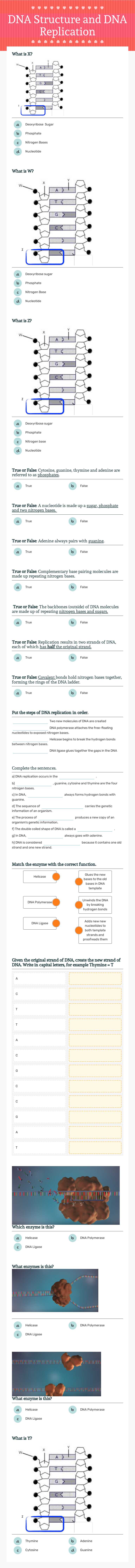 DNA Structure and DNA Replication worksheet preview image