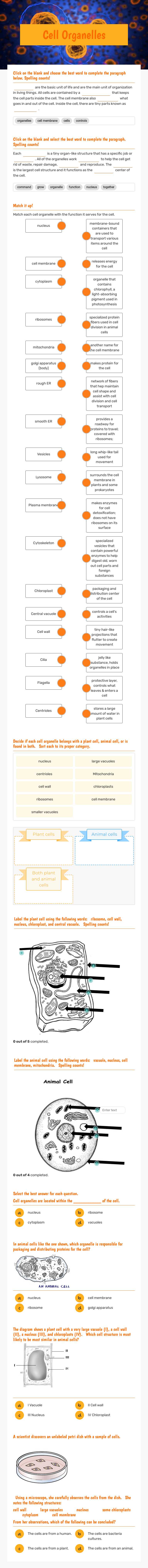 Cell Organelles worksheet preview image
