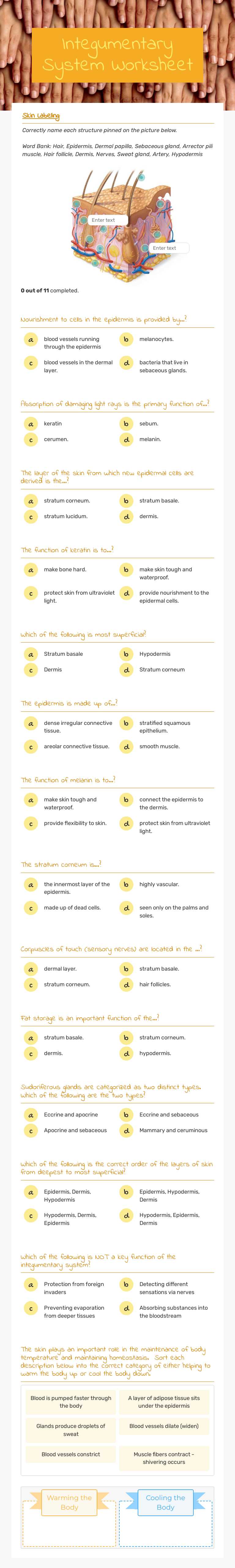 Integumentary System Worksheet worksheet preview image