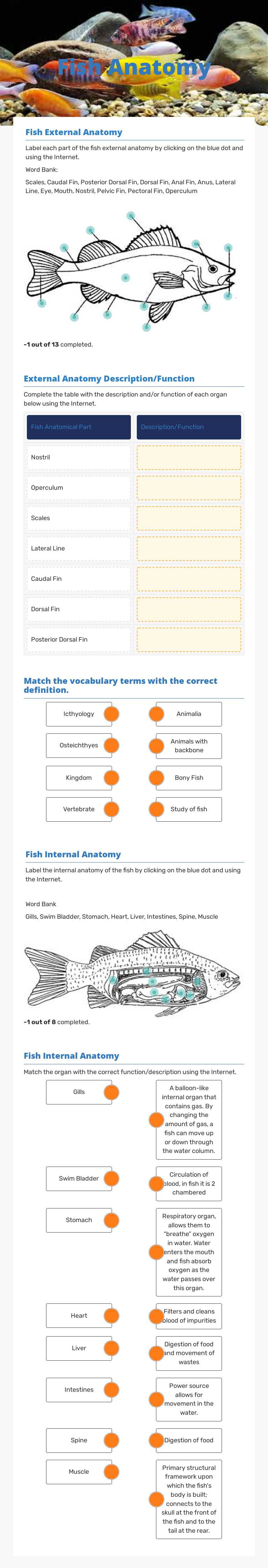 Fish Anatomy worksheet preview image