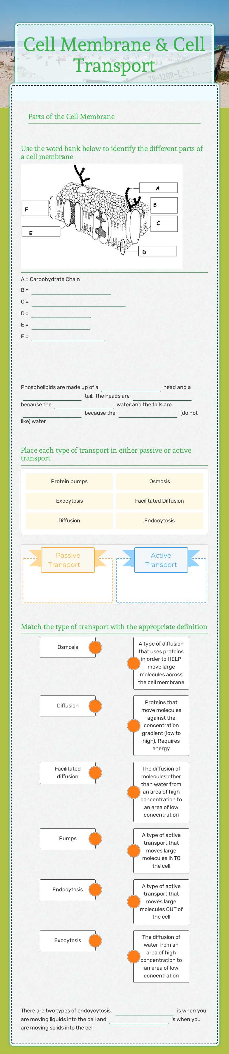 Cell Membrane & Cell Transport worksheet preview image
