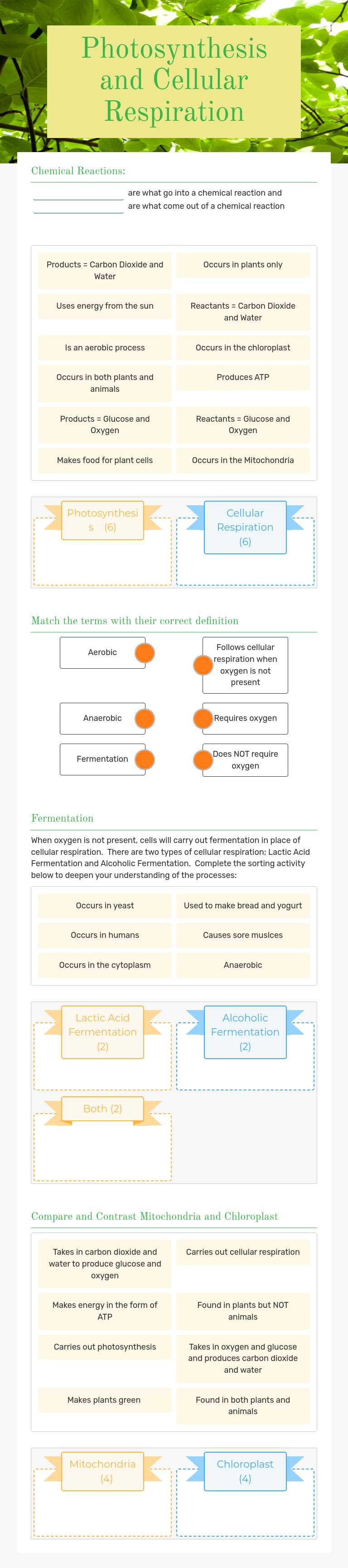 Photosynthesis and Cellular Respiration worksheet preview