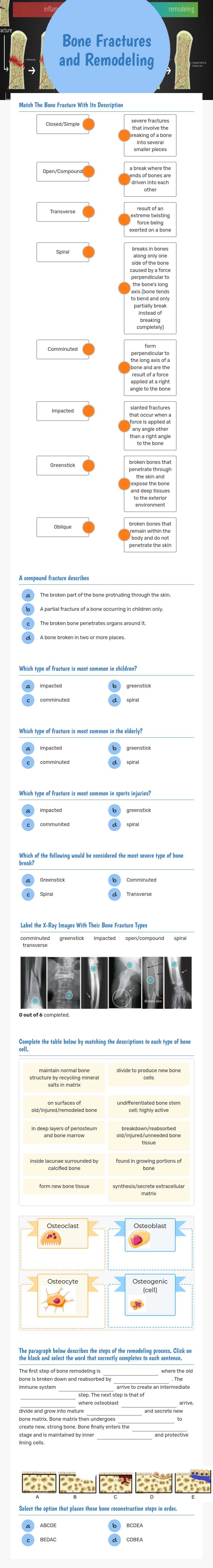 Bone Fractures and Remodeling worksheet preview image