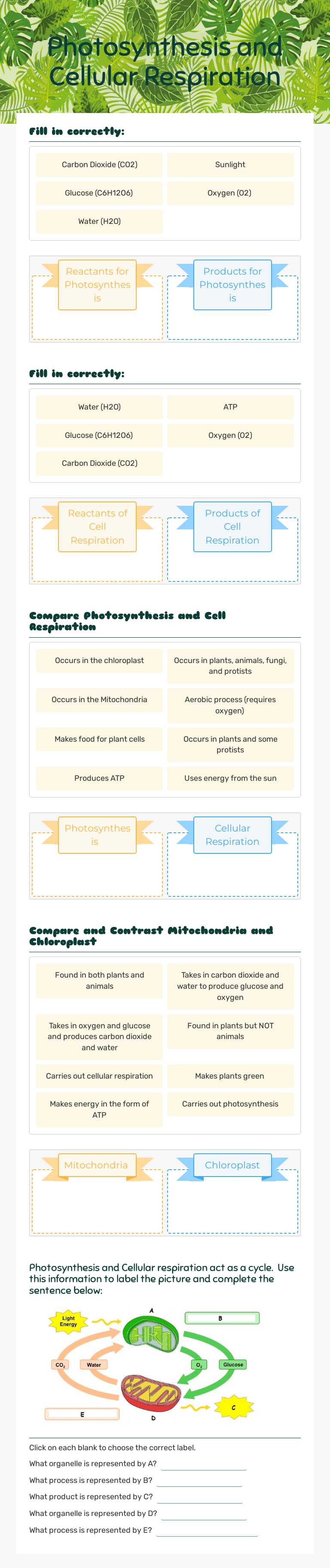 Photosynthesis and Cellular Respiration worksheet preview image