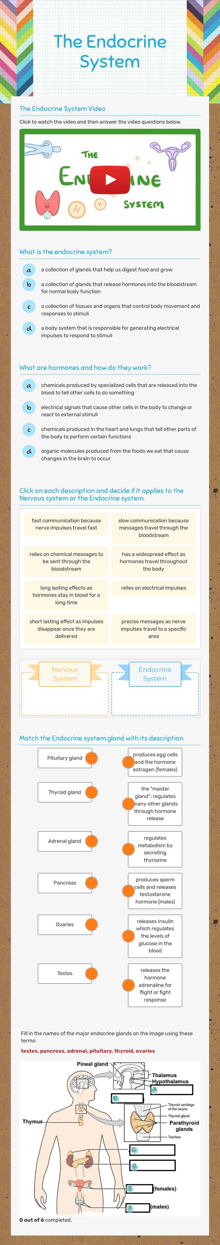 The Endocrine System worksheet preview image