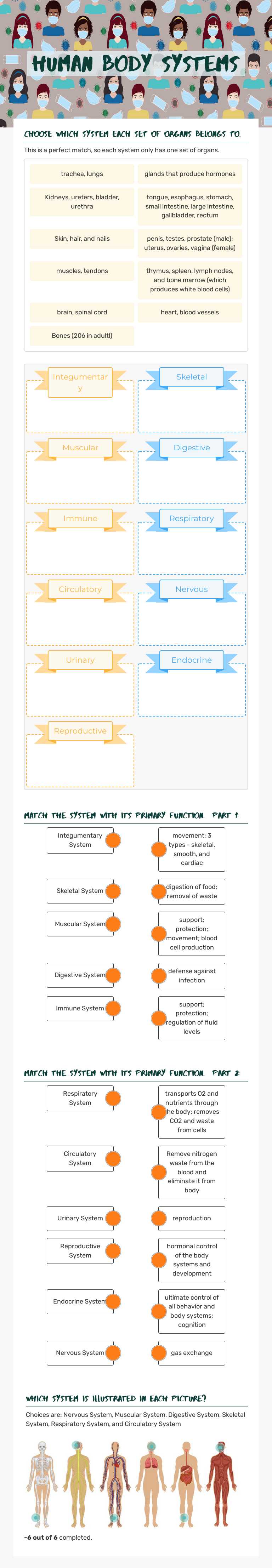 Human Body systems worksheet preview image