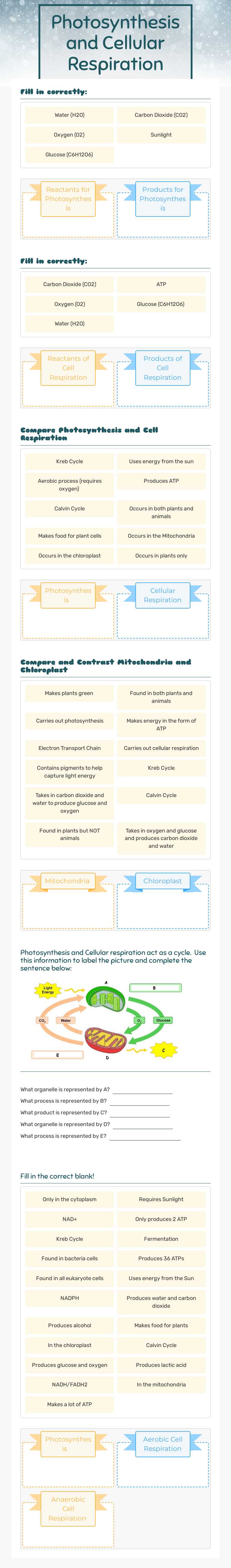 Photosynthesis and Cellular Respiration worksheet preview image