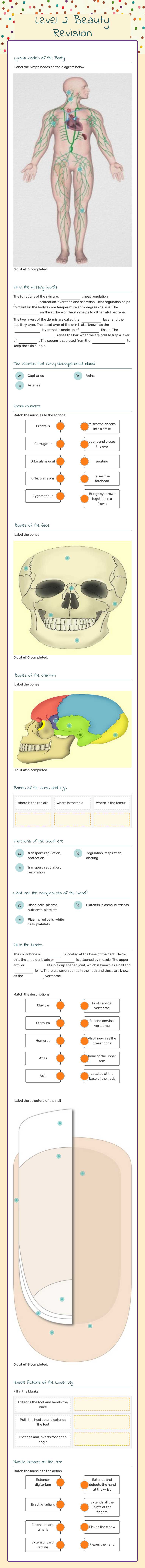 Level 2 Beauty Revision worksheet preview image