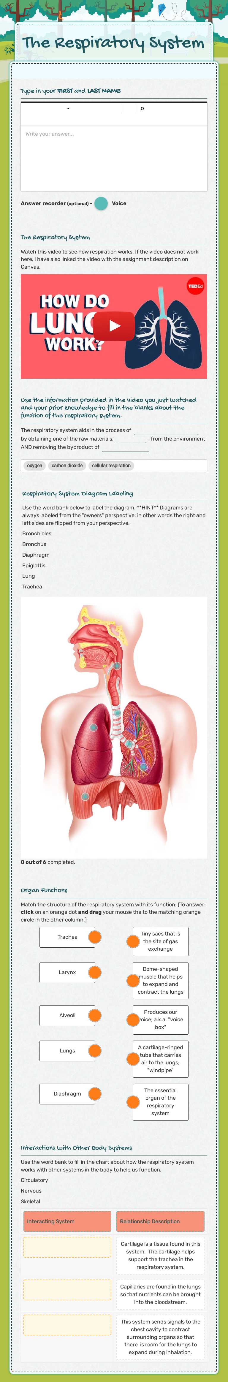 The Respiratory System worksheet preview image