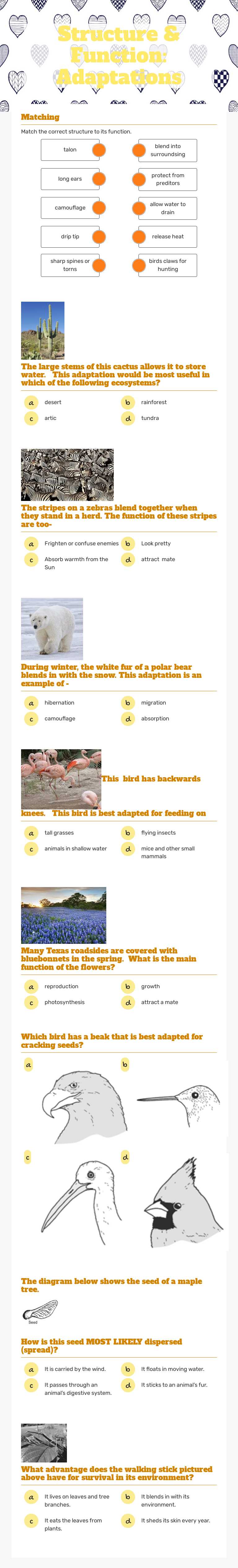 Structure & Function: Adaptations worksheet preview image