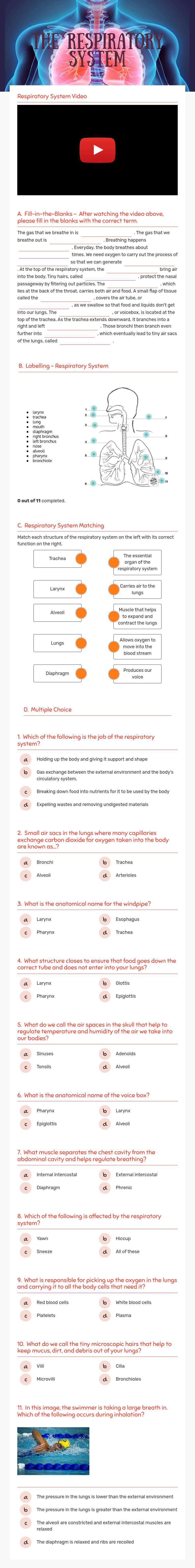 The 
Respiratory
System worksheet preview image