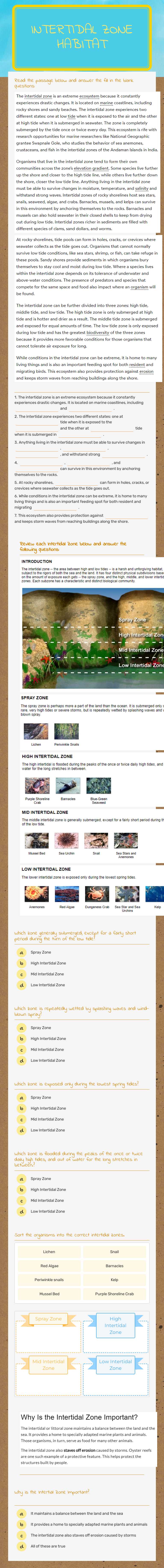 INTERTIDAL Zone Habitat worksheet preview image