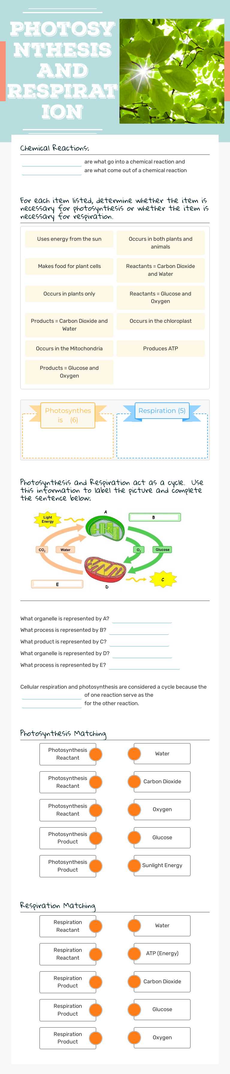 Photosynthesis and Respiration worksheet preview image
