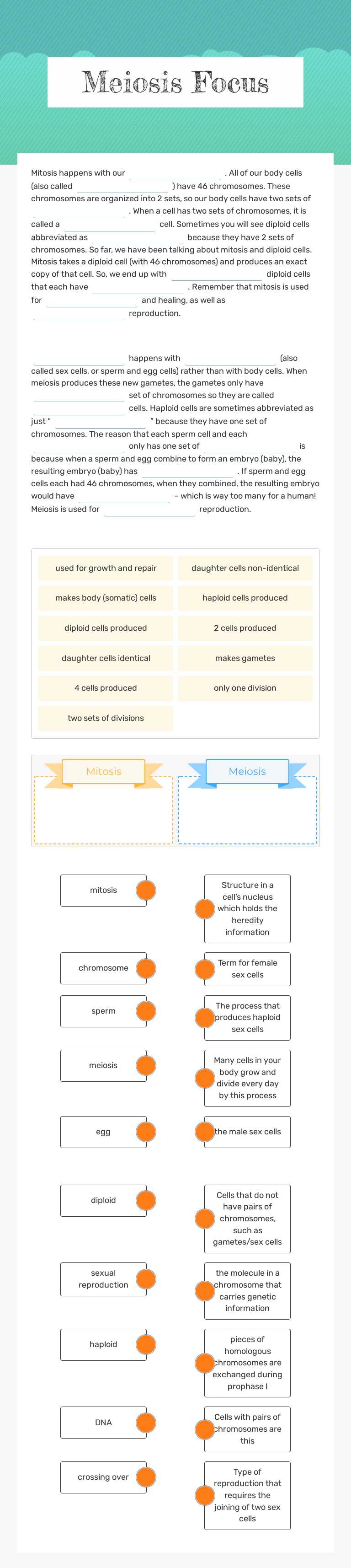 Meiosis Focus worksheet preview image