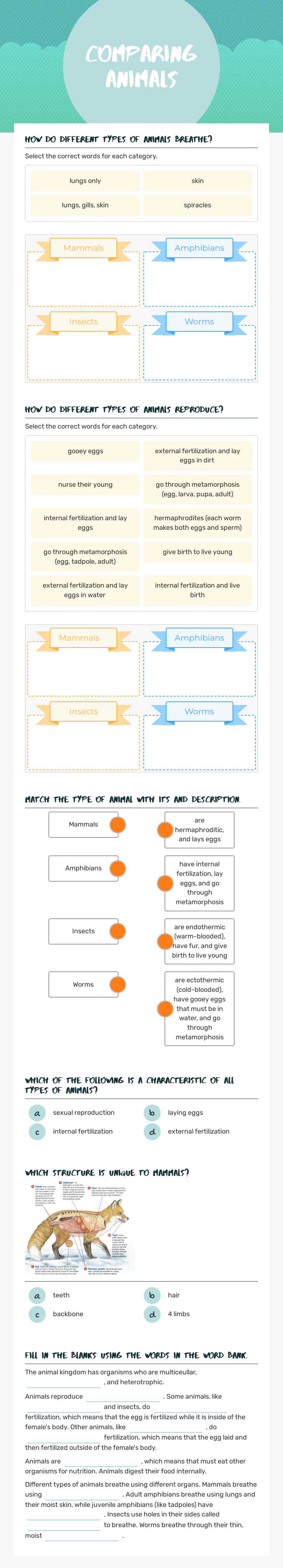 Comparing Animals worksheet preview image