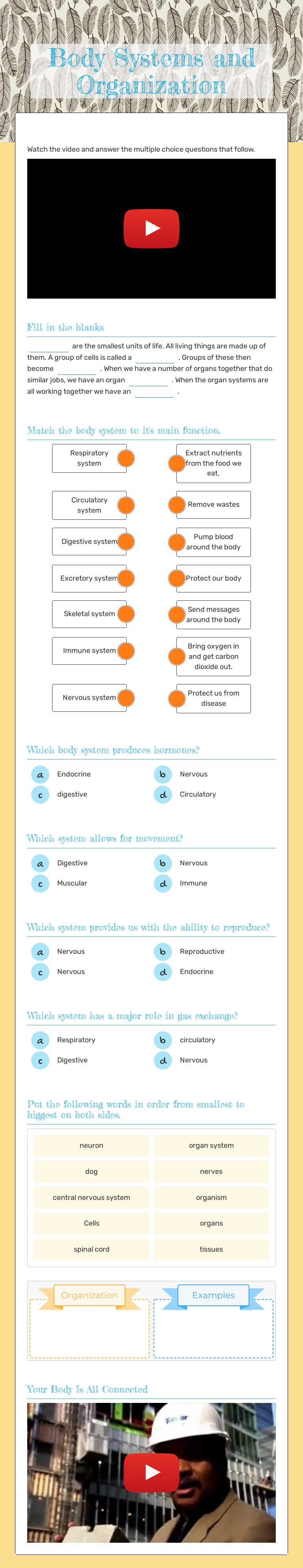 Body Systems and Organization worksheet preview image