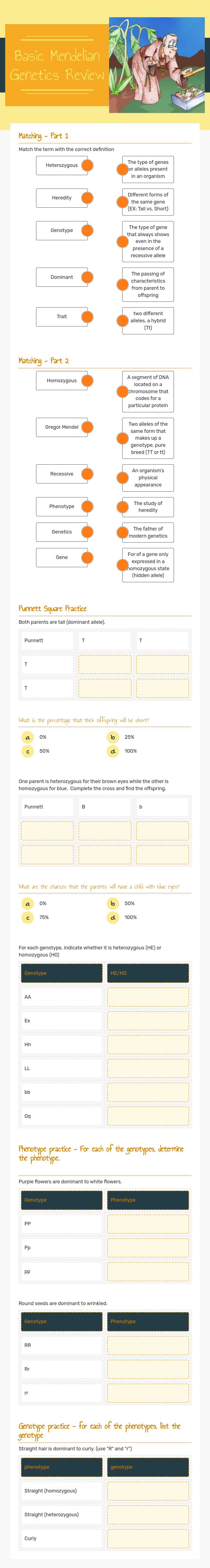 Basic Mendelian Genetics Review worksheet preview image