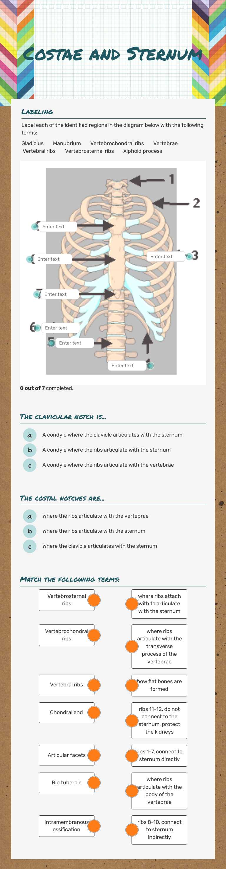 Costae and Sternum worksheet preview image