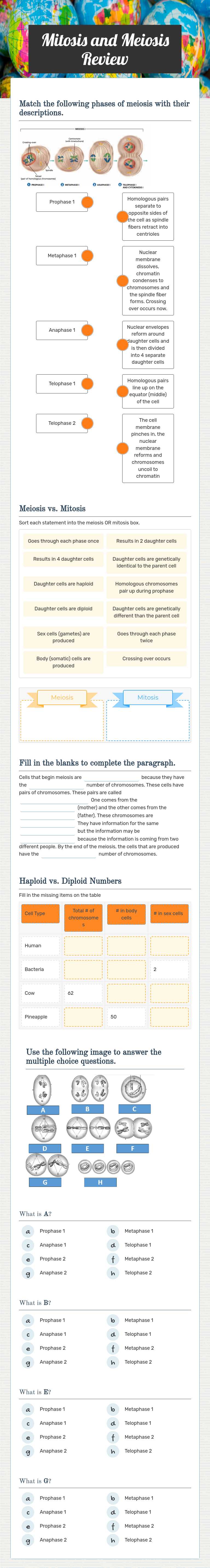 Mitosis and Meiosis Review worksheet preview image