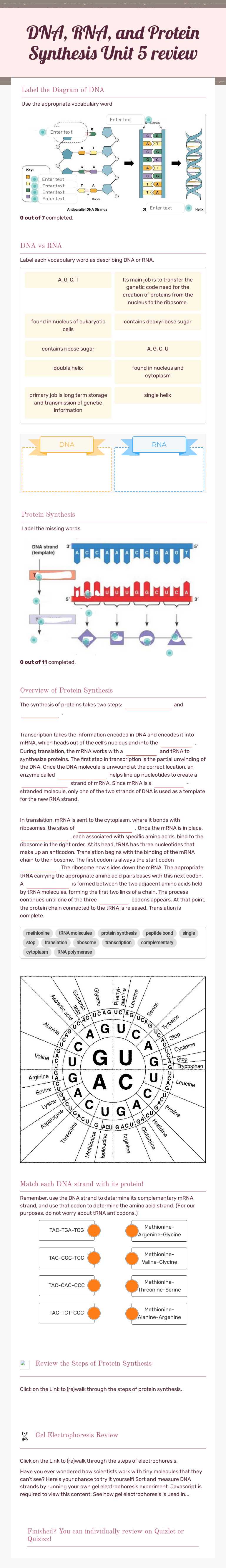 DNA, RNA, and Protein Synthesis  
 Unit 5 review worksheet preview image