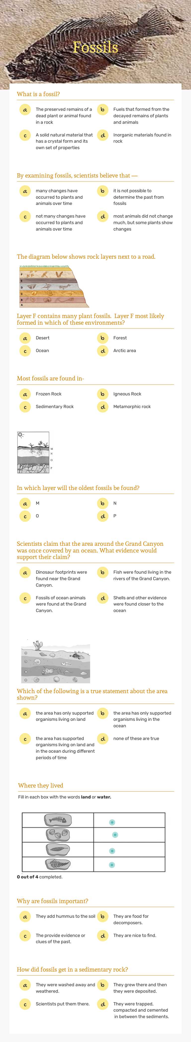 Fossils worksheet preview image