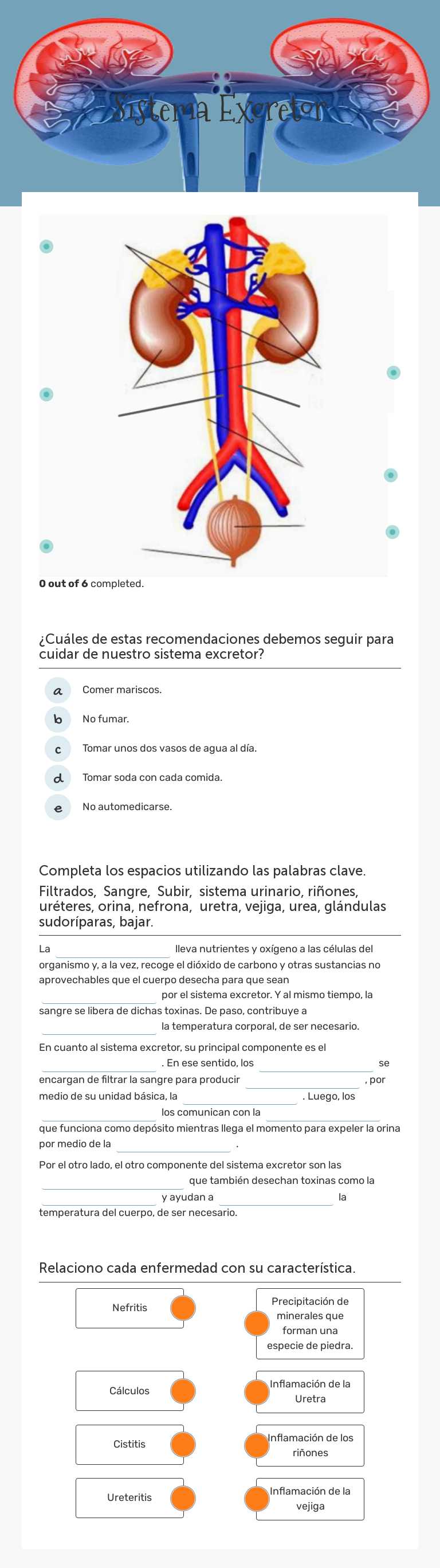 Sistema Excretor worksheet preview image