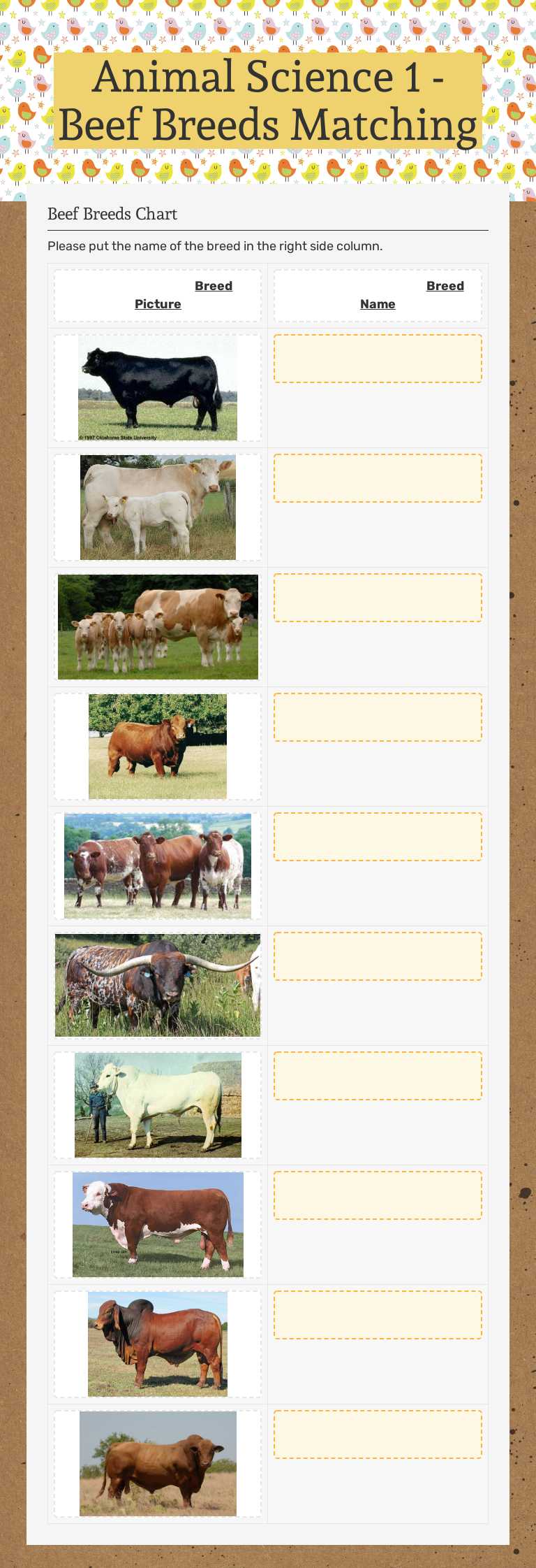 Animal Science 1 - Beef Breeds Matching worksheet preview image