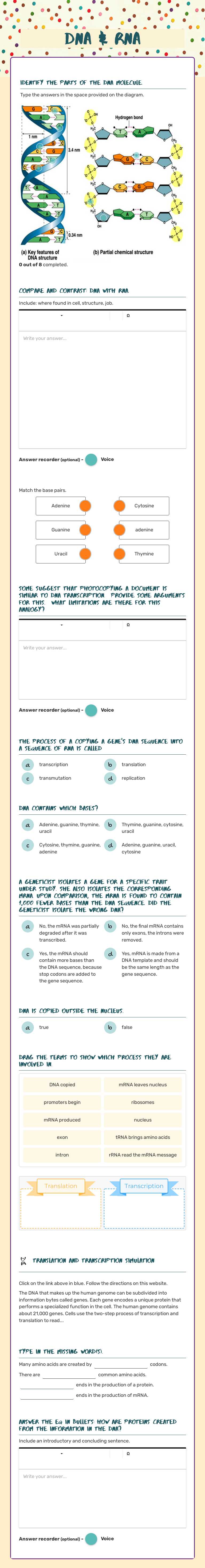 DNA & RNA worksheet preview image