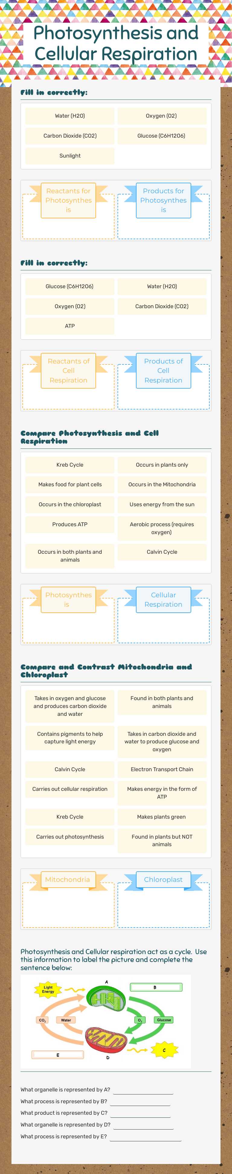 Photosynthesis and Cellular Respiration worksheet preview image